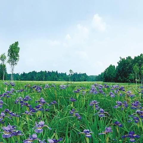 长白山深处的珍稀古树群，探寻自然秘境之美